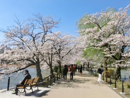 Ueno Park's cherry blossom (sakura) street.